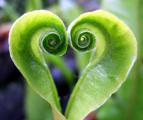 Green Heart