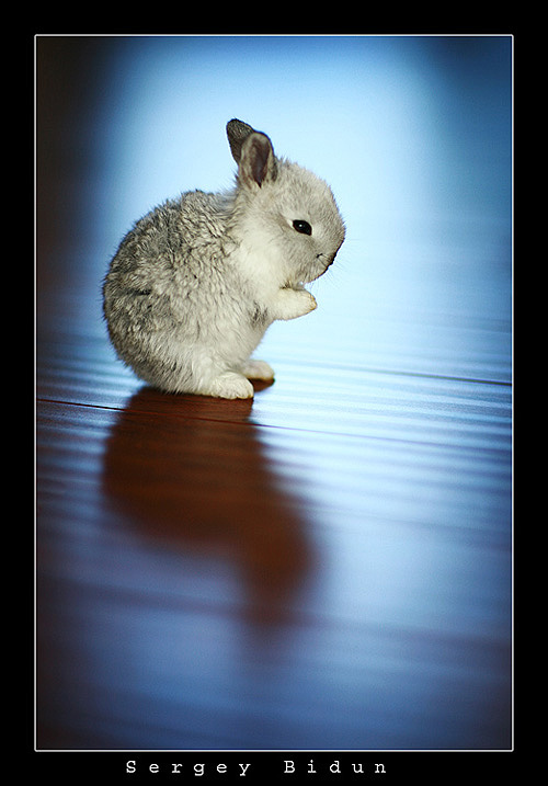 and carrots please