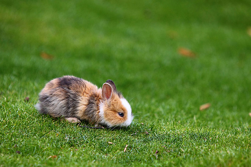 Baby Bunny