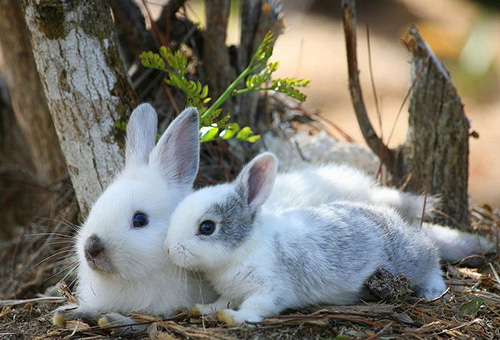 Best buddies