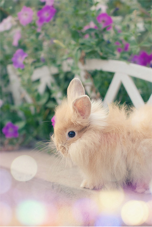 bun