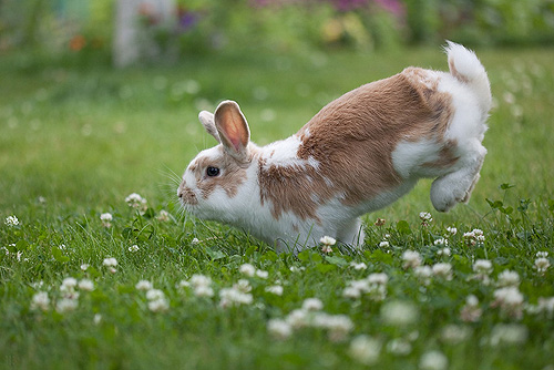 bunny hop