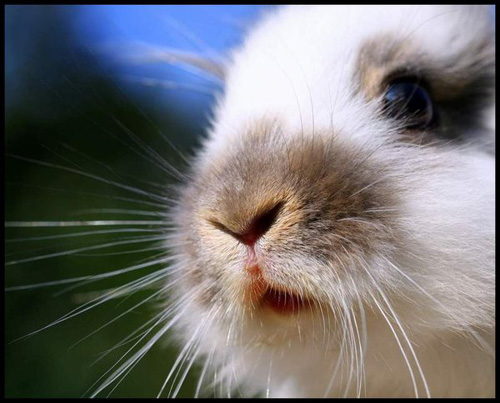 Bunny love