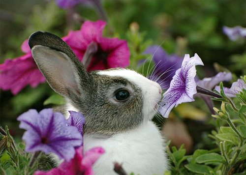 dutch rabbit