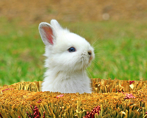 Happy Easter