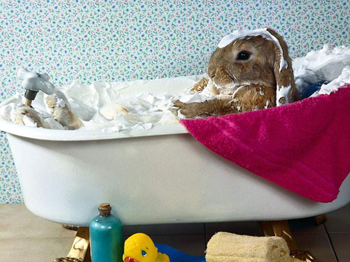 Mr. Rabbit Having Creme Bath