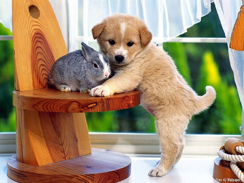 A puppy and a rabbit