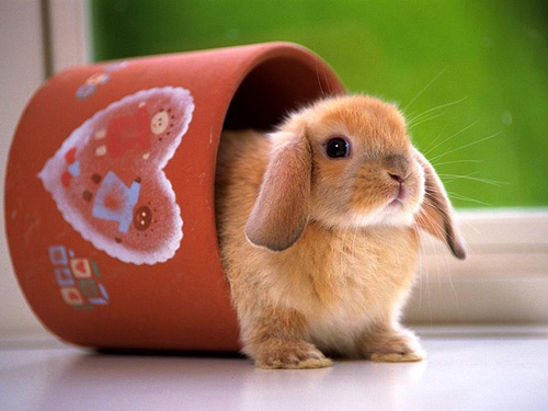rabbit2
