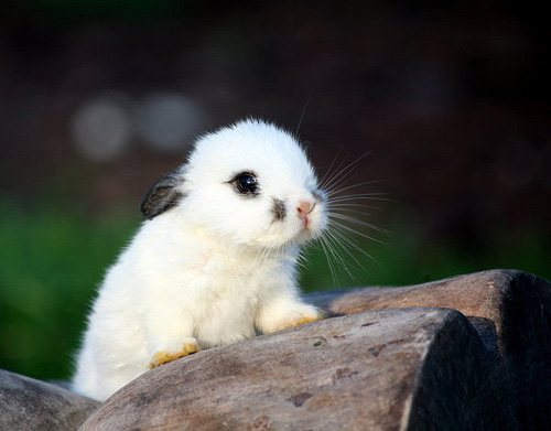 Smudge