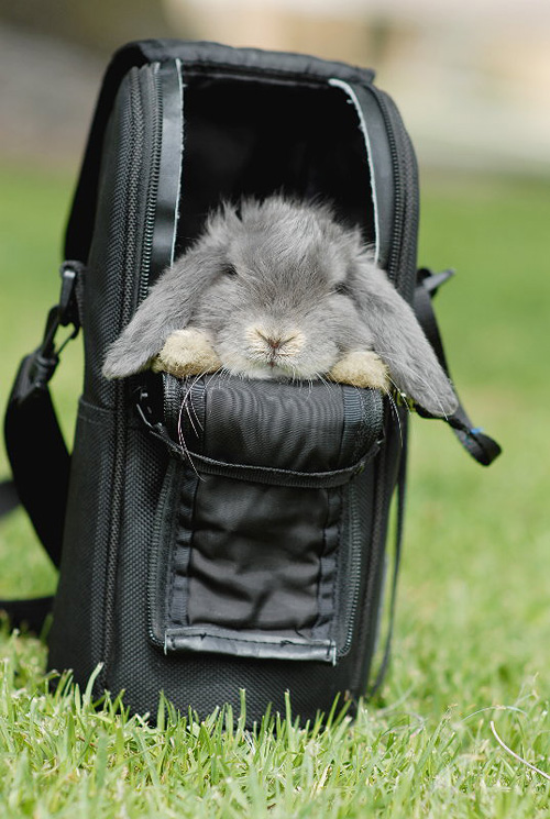 snug bunny