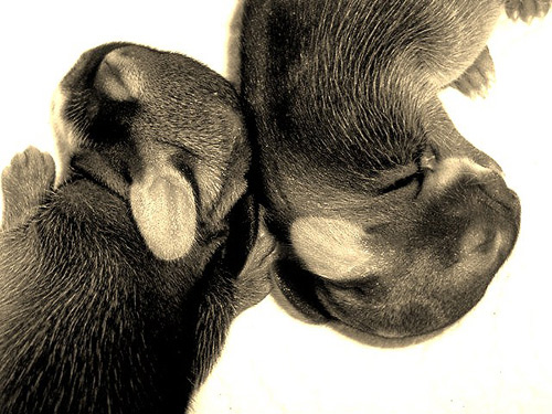 Snuggle Bunny