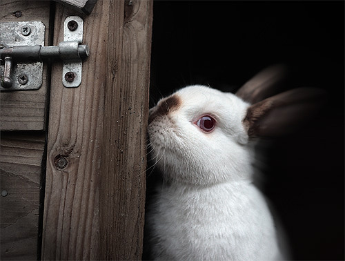 Sweet rabbit