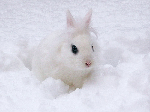 White on White