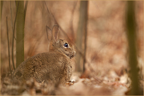 wild bunny